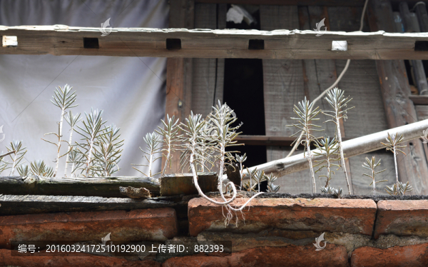 陽(yáng)臺(tái)上的石蓮