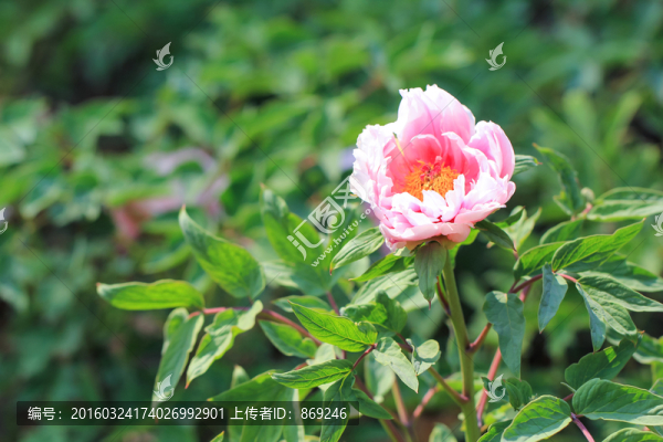 牡丹花