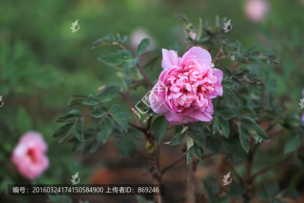 牡丹花