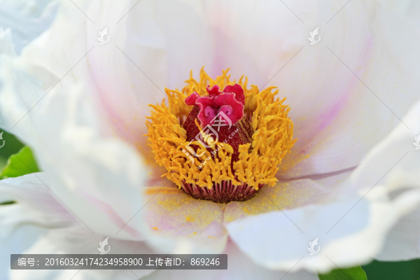牡丹花