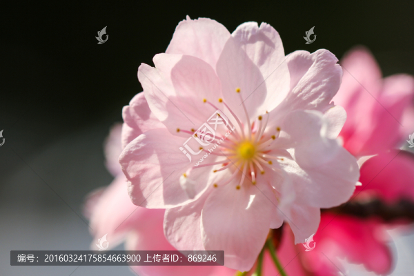 櫻花