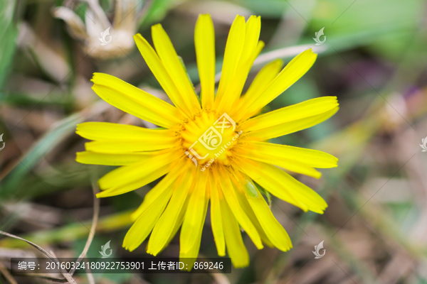 蒲公英花