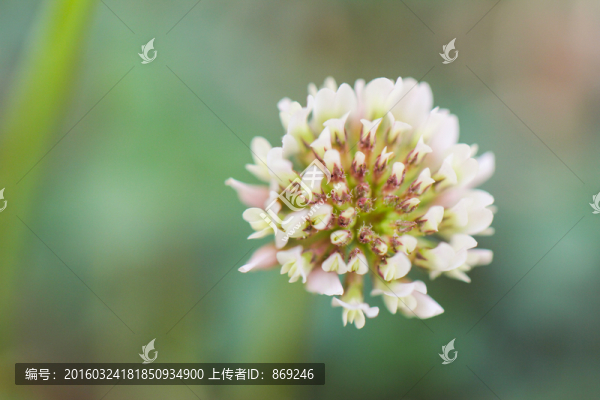 白三葉
