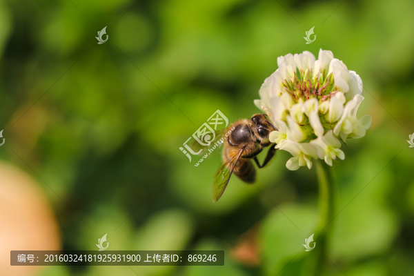 蜜蜂