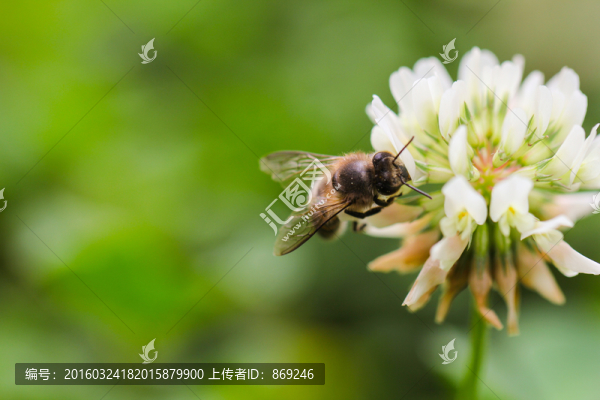 蜜蜂