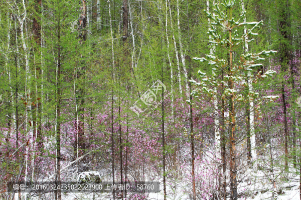杜鵑樹林春雪