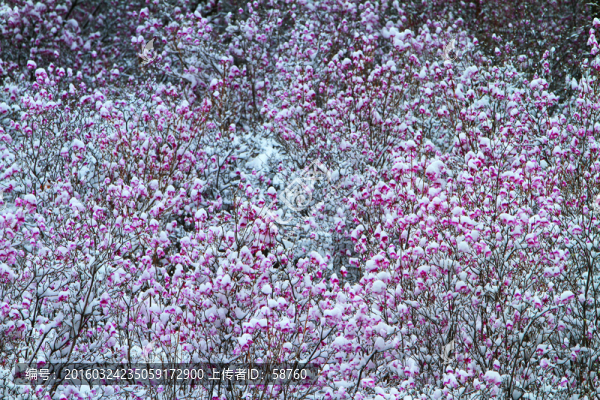 落雪后的杜鵑花