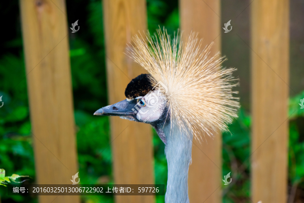皇冠鳥