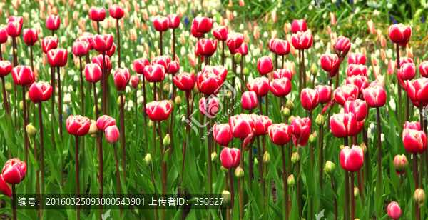 郁金香,花海