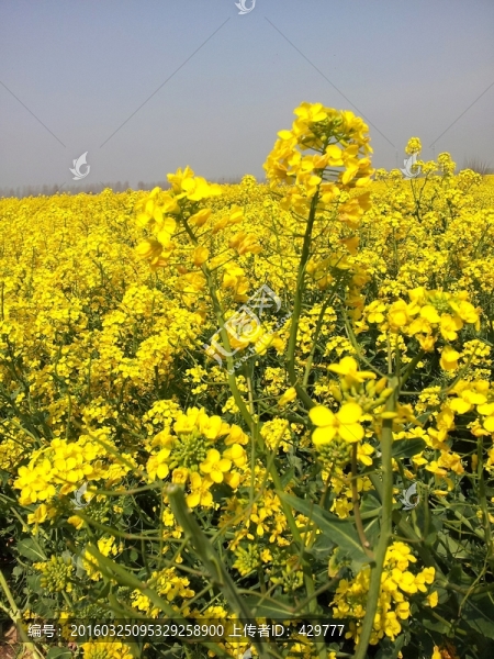 油菜花
