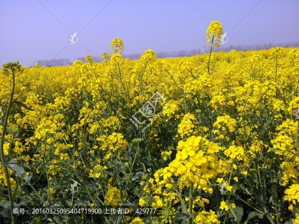 油菜花,油菜田