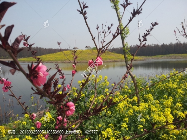 油菜花