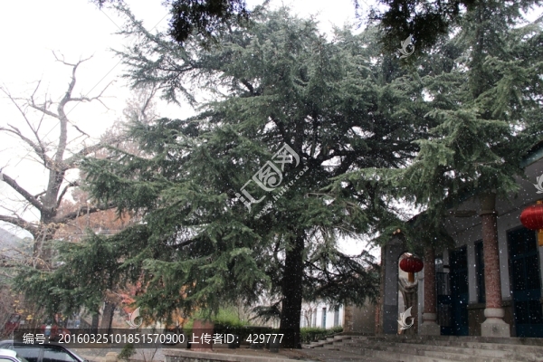 松樹(shù),庭院