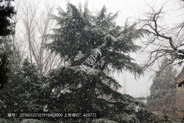 雪松,松樹