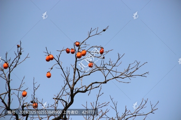 柿子樹(shù),柿子成熟
