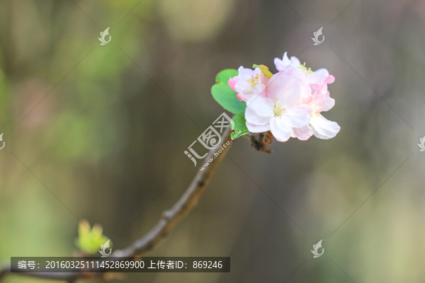 海棠花