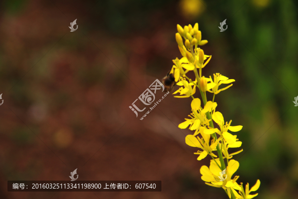 油菜花,田園,黃色