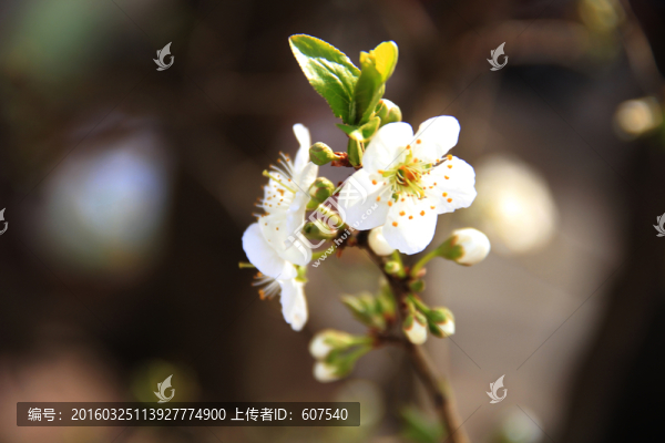 白色的梨花