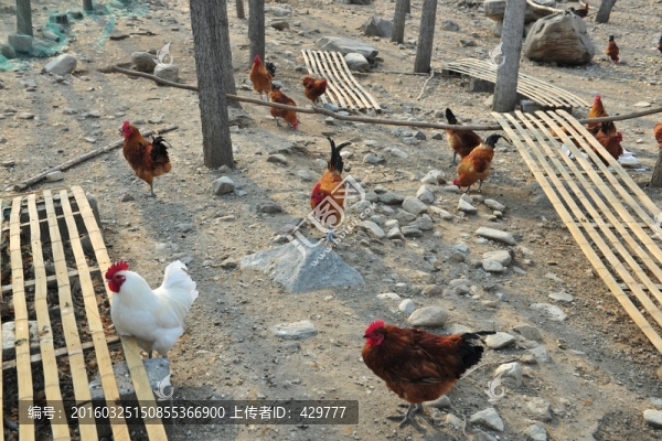 養(yǎng)雞場(chǎng),公雞