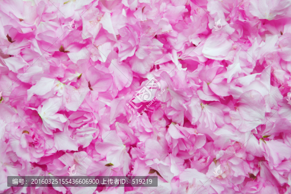 櫻花花瓣背景