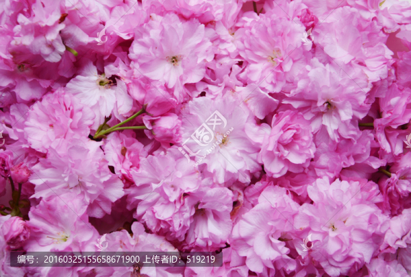 櫻花