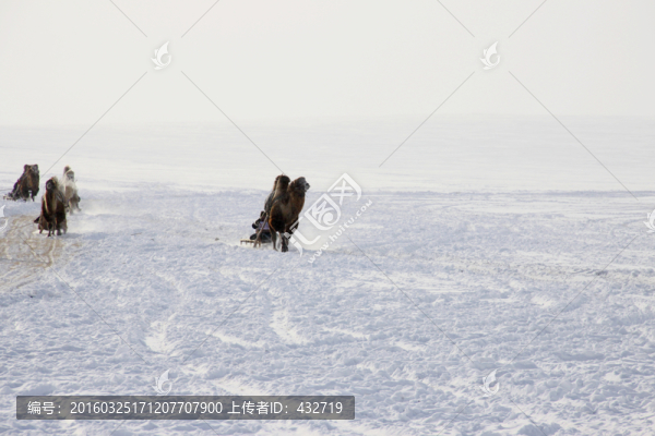 冬季蒙古族駱駝雪橇比賽