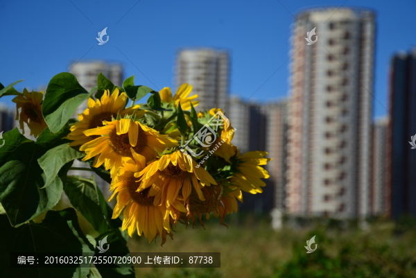秦皇島