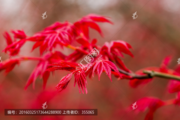 紅楓