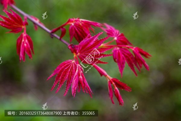 紅楓