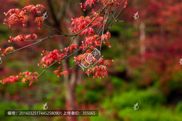 紅楓