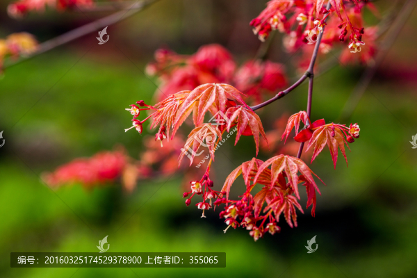 紅楓