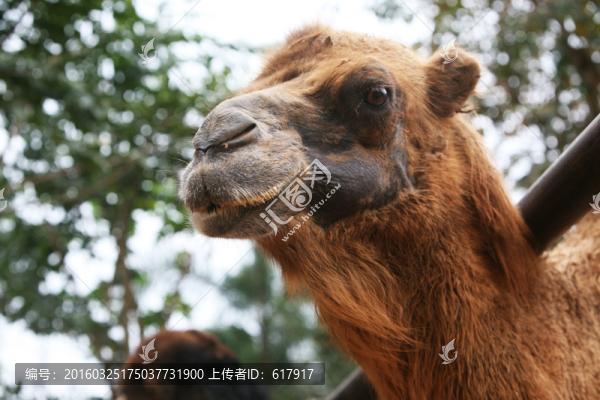駱駝,動物