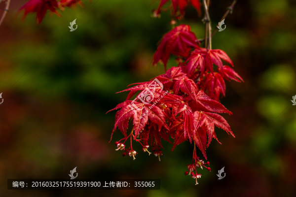 紅楓