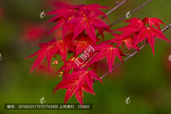 紅楓