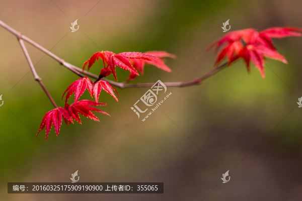 紅楓