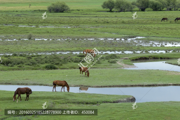 草原駿馬