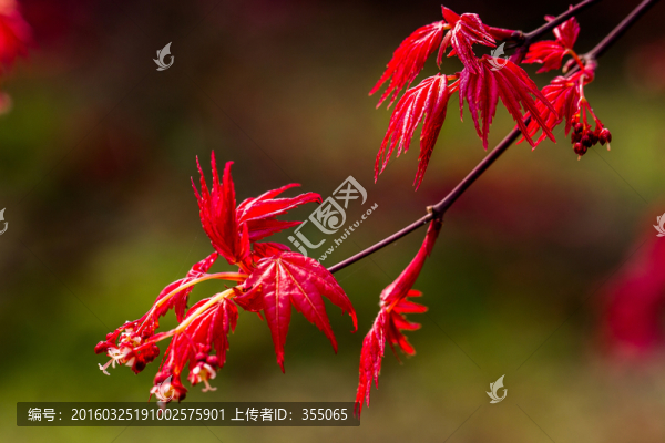 紅楓