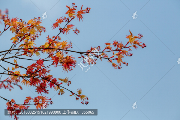 紅楓