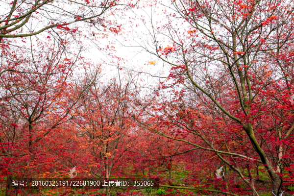 紅楓
