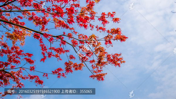 紅楓