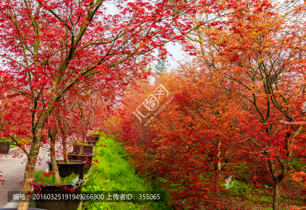 紅楓