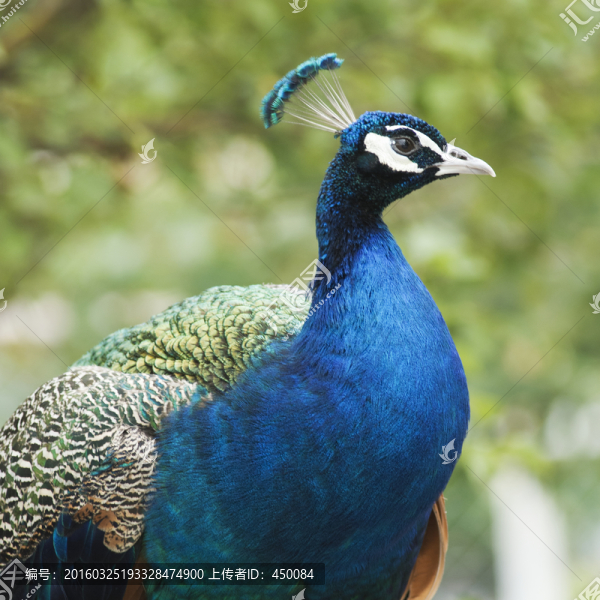 綠孔雀