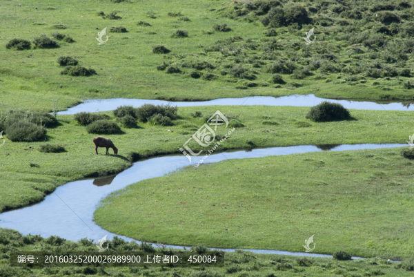 沼澤濕地