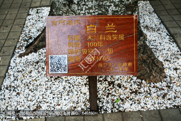 白蘭樹(shù)