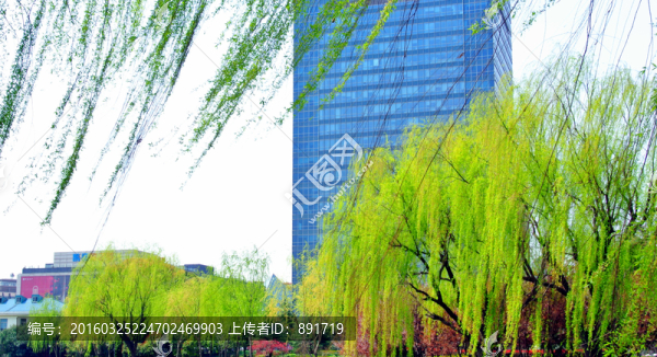 柳條