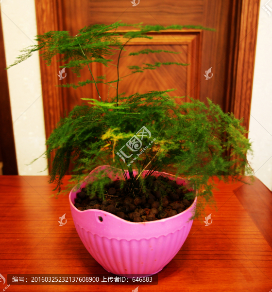 花盆