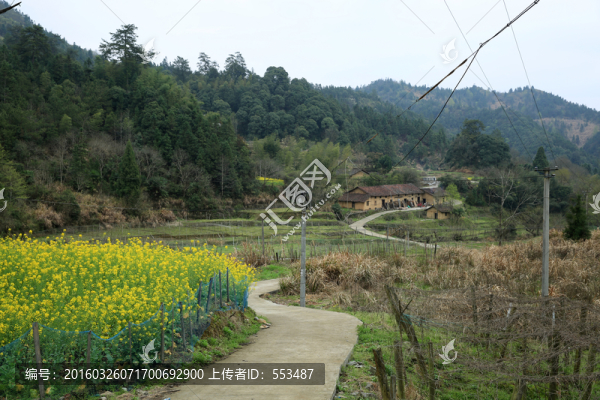 油菜花