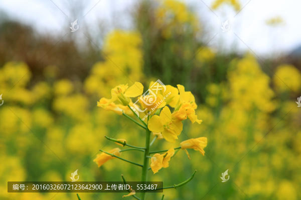 油菜花