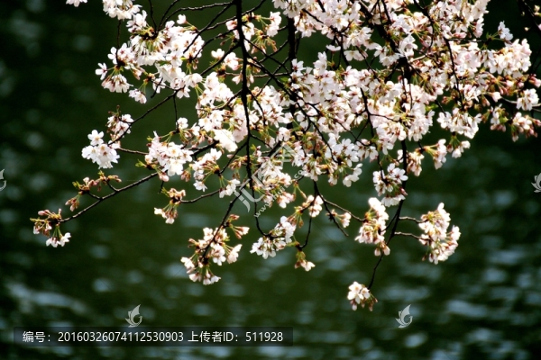 櫻花