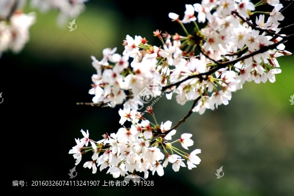 櫻花